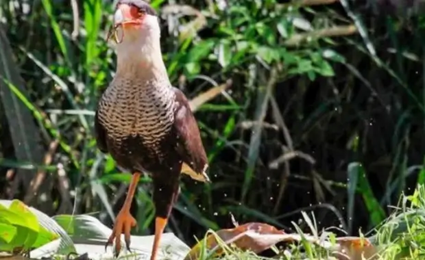 Biodiversidad Cooperativa Salama Tocoa