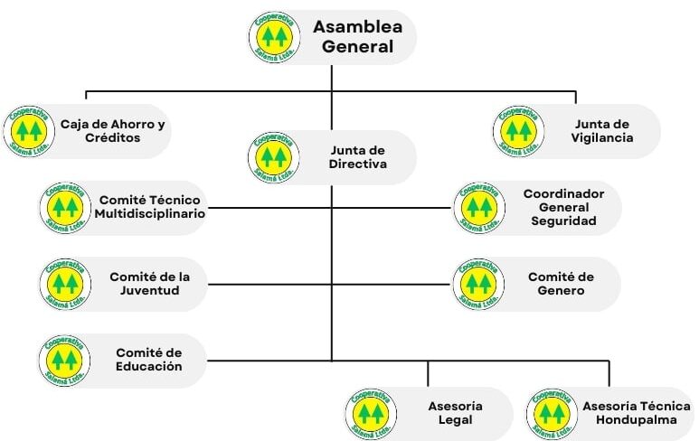 Organigrama Cooperativa Salama Tocoa